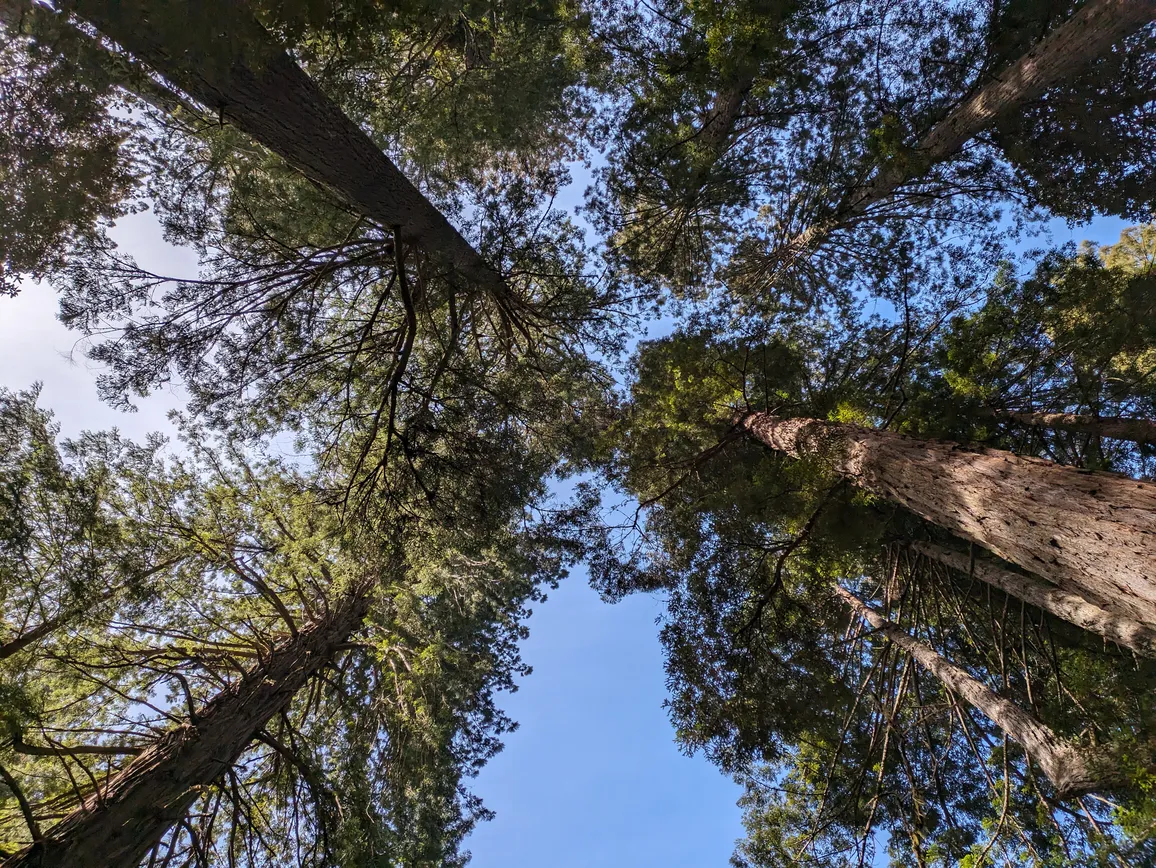 Wide-angle photo of tall Redwood trees, taken near the ground in the center of the trees, looking up toward the sky.